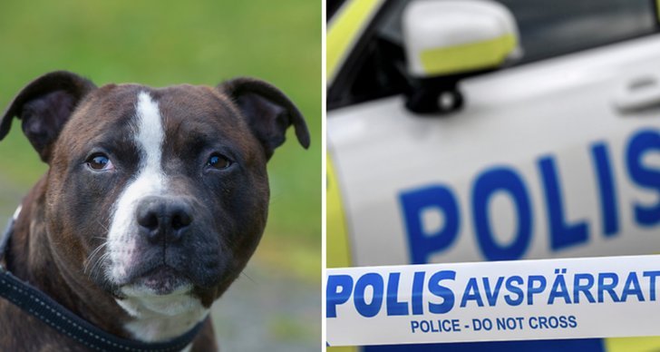 Hund, Amstaff, polis